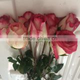 2016 Natural Fresh cut rose flowers fresh cut flowers with best price