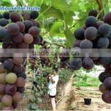 Vegetable Greenhouse thumbnail-5