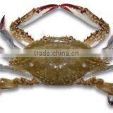 Seafood and Qualtiy Fresh and Crab Cakes Recipes thumbnail-1