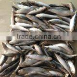 Superior Quality Sardine for Bait on Sale thumbnail-1