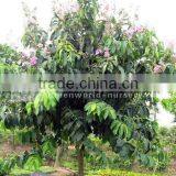 Lagerstroemia Speciosa Flower Plants thumbnail-1