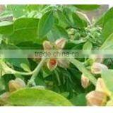 Ashwagandha Extract thumbnail-4