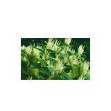 Sell Giant Knotweed Extract thumbnail-1