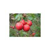 Hawthorn P.E., Hawthorn Extract, Hawthorn 2% 5%... thumbnail-1