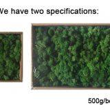 Wholesale Pure Preserved Moss for Indoor Wall Decoration thumbnail-1
