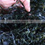 Machine Dried Kelp Seaweed Sublimated Laminaria Seaweed for Sale thumbnail-3