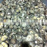 Dried Matsutake Mushroom Growing thumbnail-2