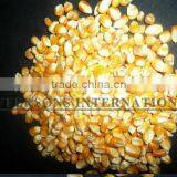 Paraguay Maiz Corn thumbnail-3