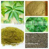 Sweet Tea Leaf 100mesh , 280mesh Sweet Tea ExtractRubusoside Natural Sweetener OEM Service thumbnail-1