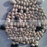 Organic white kidney bean 2011 crop, Heilongjiang origin, Hps)