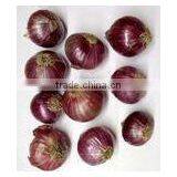 Fresh Onion thumbnail-4