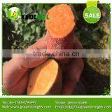 Supply Fresh Sweet Potato WITH HIGH QUALITY AND COMPETITIVE PRICE thumbnail-2