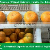 Fresh Kino mandarin with sweet taste