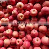 Fresh Apple,fuji Apple,apple thumbnail-1