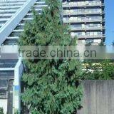 Chamaecyparis Noo. Pendula Plant