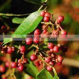 China Wholesale Cayenne Pepper Best Selling Products in Europe thumbnail-6