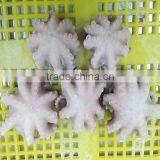 Fresh Frozen Cleaned Baby Octopus Flower Type thumbnail-2