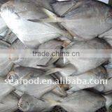 Frozen Silver Pomfret Whole Round thumbnail-1