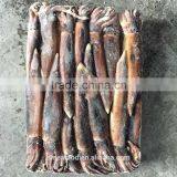 Squid Power Illex Squid thumbnail-1