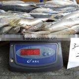 Frozen Pacific Mackerel thumbnail-4