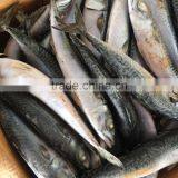 NEW 2016SeaFrozen Pacific Mackerel 200-300g thumbnail-1