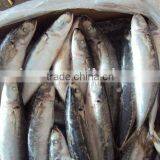 Round Scad thumbnail-2