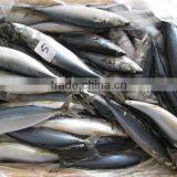 New Stock 300-400 g Taiwan Mackerel Fish for Sale thumbnail-1