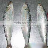 Chinese Seafood Wholesale Frozen Sardine Fish thumbnail-1