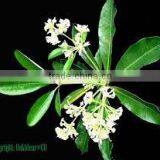 Alstonia Scholaries R.Br thumbnail-1