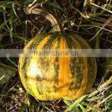 Pumpkin Seeds thumbnail-2