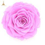 Big Size Preserved Flower Rose for Decor Supplies thumbnail-2
