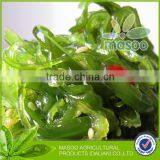 NEW!!! 2015 HOT SALE LOW PRICE JAPANESE HIYASHI WAKAME thumbnail-1