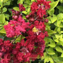Price of Lagerstroemia Indica Seedlings, Price of Crape Myrtle Seedlings thumbnail-2