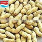 Raw Peanuts in Shell 11/13