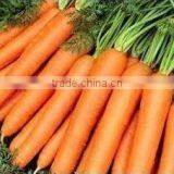 Fresh Carrot India/Fresh New Crop 2016 Carrot thumbnail-4