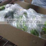 Green Fresh Cavendish Banana From India thumbnail-2