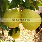 Pomelo Fruit thumbnail-1