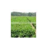 100% Natural Healthy Food Additive Stevia thumbnail-6