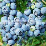 Next Generation Resveratrol 99% Trans-Pterostilbene/Pterostilbene Powder thumbnail-3