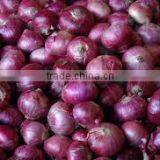 Bulk Fresh Onions