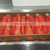 Frozen Cooked /raw Lobster thumbnail-3