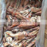 Top Quality Frozen Squid Todarodes Pacificus Frozen on Vessel With Best Freshness thumbnail-4