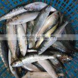 Frozen Sardine Fish thumbnail-1