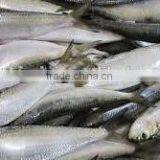 Canned Fish Sardine Low Price W/R Frozen Sardine for Canning thumbnail-3