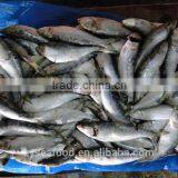 Sardinops Melanosticta 50-80G Frozen Sardines thumbnail-2