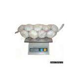 Sell Fresh White Garlic thumbnail-1