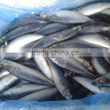 Frozen Fish (pacific Mackerel 200-300g) thumbnail-3