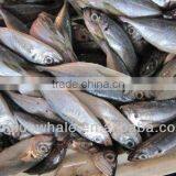 Female Horse Mackerel Fish