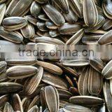 best cheap Sunflower seed 601