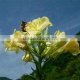 500mg OEM Evening Primrose Oil Softgel Capsules Rich in Linoleic Acid Made in China thumbnail-3